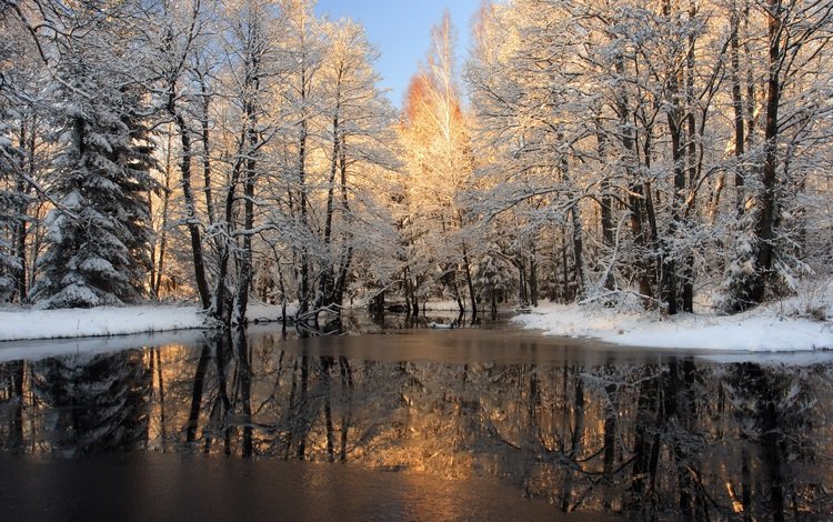 деревья, река, снег, лес, зима, отражение, лёд, trees, river, snow, forest, winter, reflection, ice