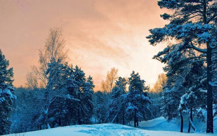 деревья, снег, лес, закат, зима, trees, snow, forest, sunset, winter