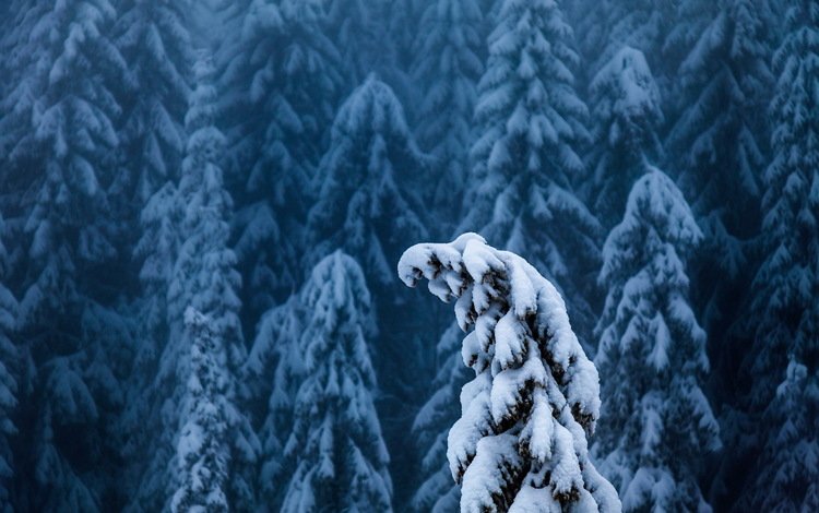 деревья, снег, лес, зима, ели, верхушки, trees, snow, forest, winter, ate, the top