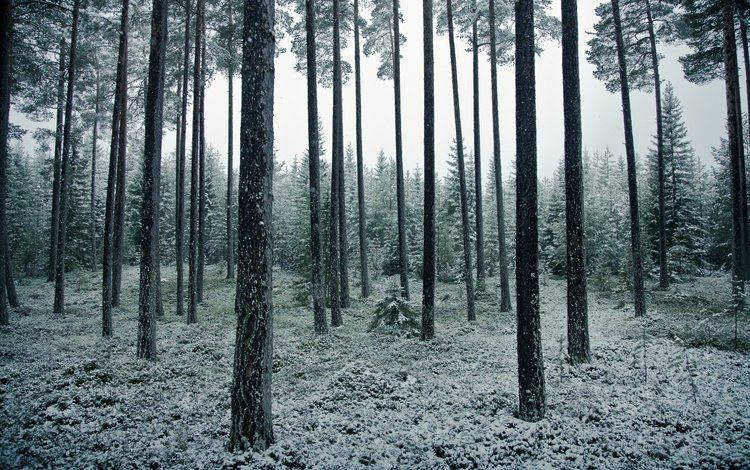 деревья, снег, природа, лес, пейзаж, ветки, стволы, ели, trees, snow, nature, forest, landscape, branches, trunks, ate