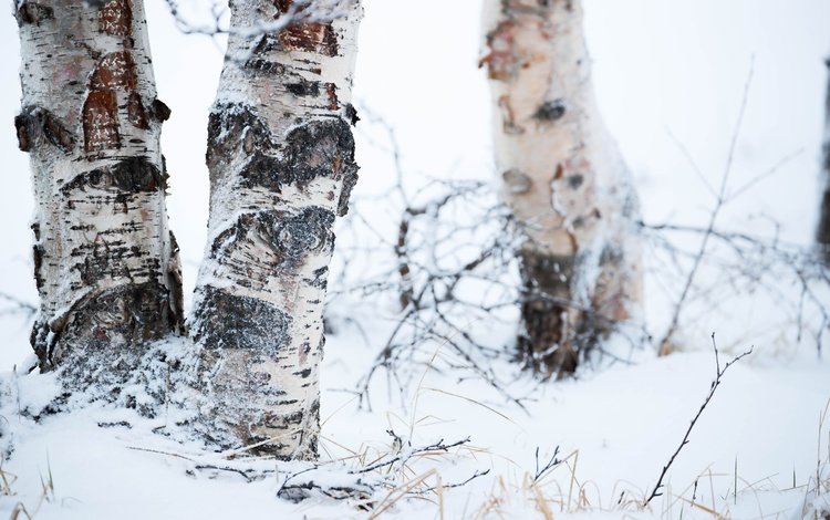 деревья, снег, природа, зима, фон, березы, trees, snow, nature, winter, background, birch