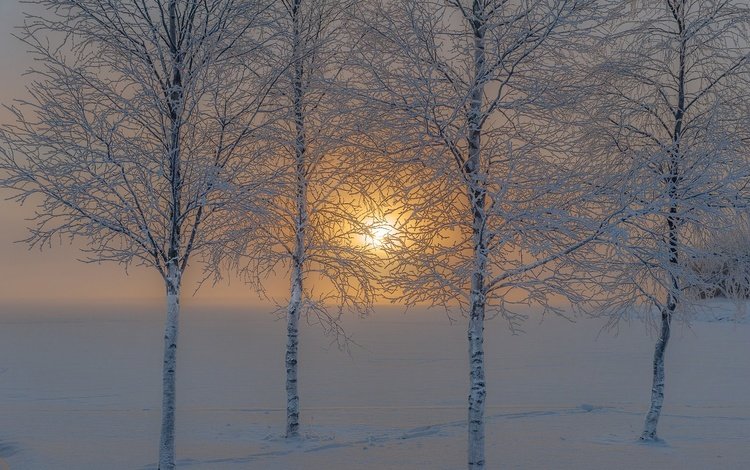 деревья, солнце, снег, природа, зима, иней, trees, the sun, snow, nature, winter, frost