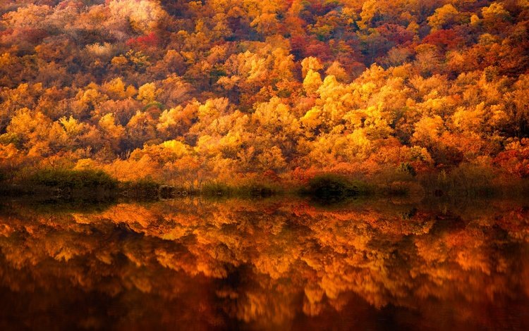 деревья, вода, лес, отражения, краски, осень, trees, water, forest, reflection, paint, autumn