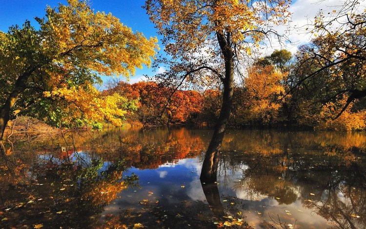 деревья, вода, отражение, листва, осень, trees, water, reflection, foliage, autumn