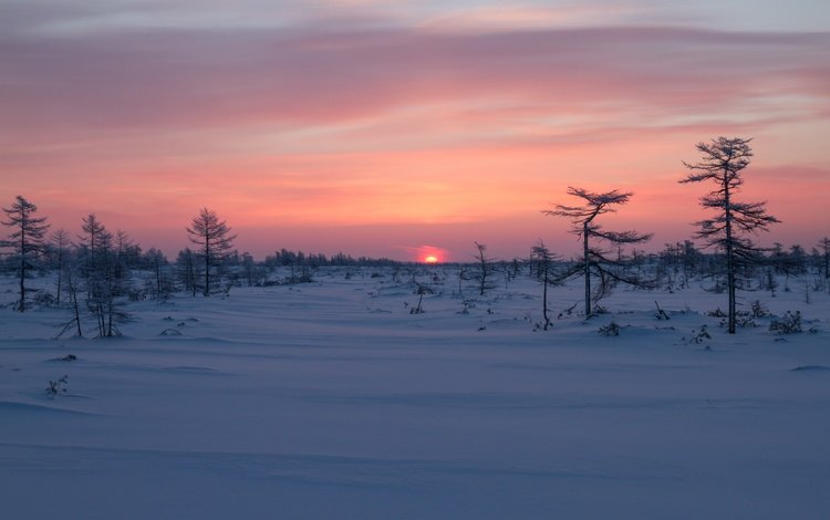 деревья, восход, снег, зима, рассвет, россия, сахалин, trees, sunrise, snow, winter, dawn, russia, sakhalin