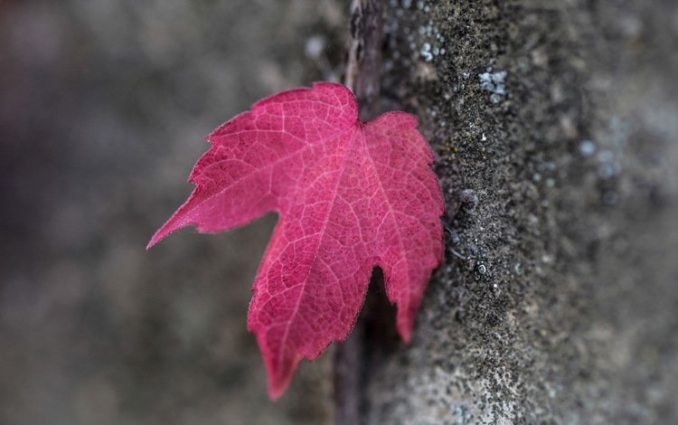 дерево, макро, осень, лист, кора, красный лист, tree, macro, autumn, sheet, bark, red leaf