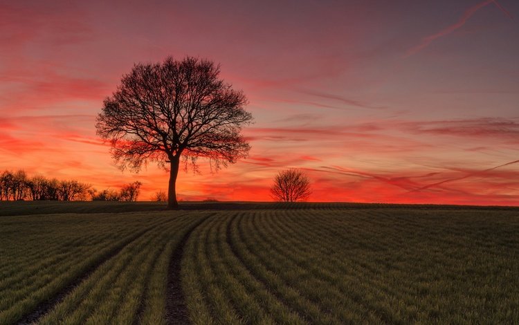 небо, дерево, закат, поле, горизонт, the sky, tree, sunset, field, horizon
