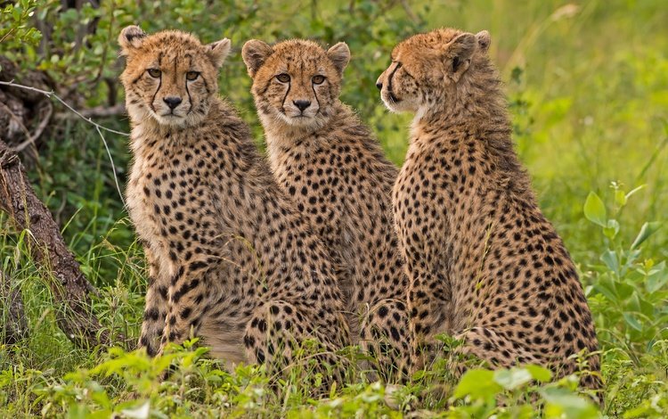хищник, гепард, дикая кошка, гепарды, predator, cheetah, wild cat, cheetahs