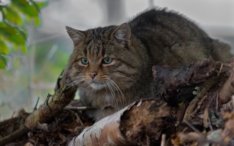 глаза, усы, взгляд, дикая кошка, лесной кот, лесная кошка, eyes, mustache, look, wild cat, wildcat, forest cat