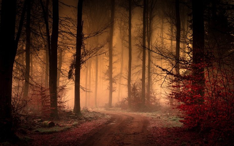 дорога, деревья, лес, листья, туман, осень, road, trees, forest, leaves, fog, autumn