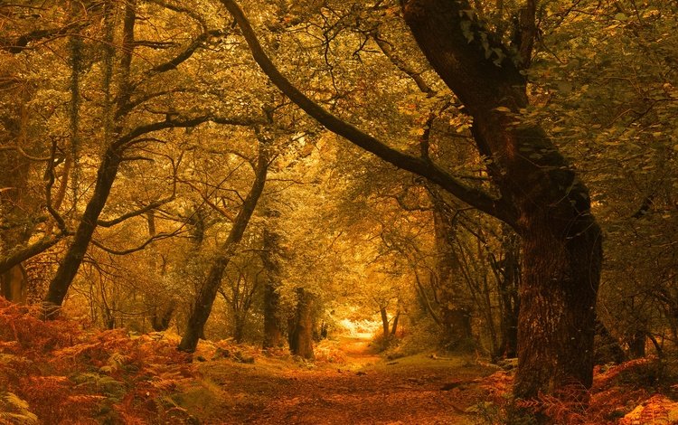 дорога, деревья, лес, листва, осень, road, trees, forest, foliage, autumn