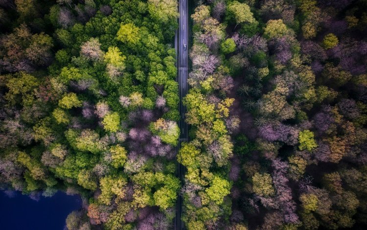 дорога, деревья, природа, лес, машина, вид сверху, road, trees, nature, forest, machine, the view from the top