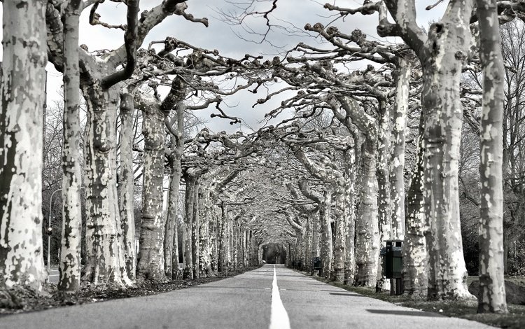 дорога, деревья, природа, чёрно-белое, аллея, road, trees, nature, black and white, alley