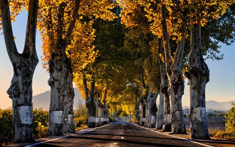 дорога, деревья, утро, осень, road, trees, morning, autumn