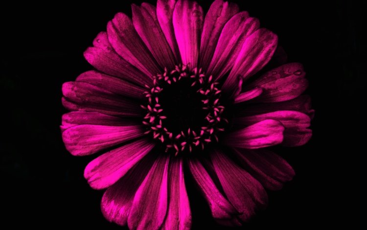 фон, цветок, лепестки, черный фон, background, flower, petals, black background