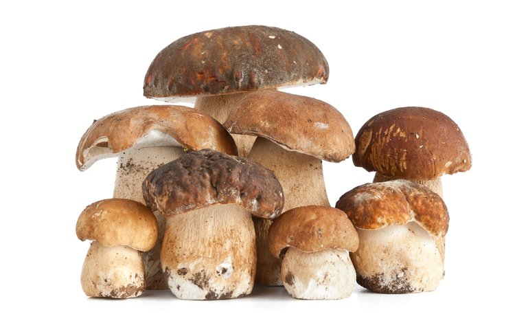 фон, еда, грибы, белый гриб, background, food, mushrooms, white mushroom