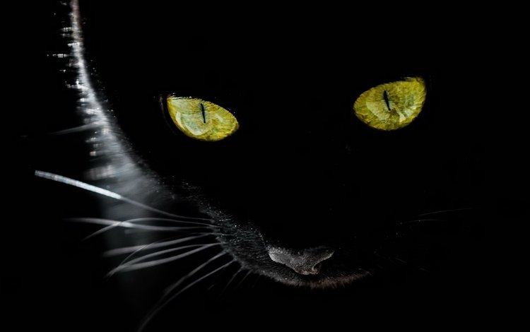 глаза, фон, мордочка, усы, кошка, взгляд, желтые глаза, eyes, background, muzzle, mustache, cat, look, yellow eyes