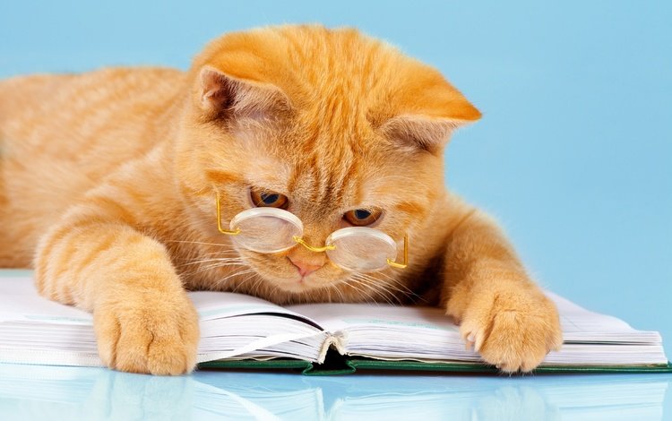фон, умный, кот, читает, лапы, очки, лежит, юмор, рыжий, книга, background, smart, cat, reads, paws, glasses, lies, humor, red, book