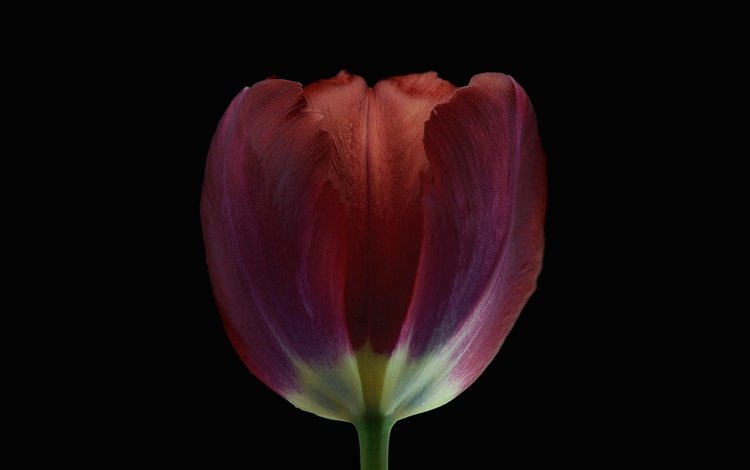 фон, цветок, лепестки, бутон, черный фон, тюльпан, background, flower, petals, bud, black background, tulip