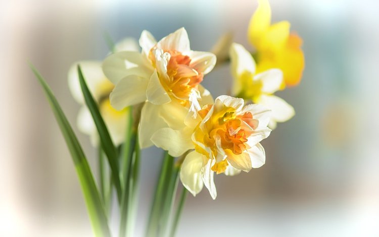 цветы, фон, весна, нарциссы, букетик, боке, flowers, background, spring, daffodils, a bunch, bokeh