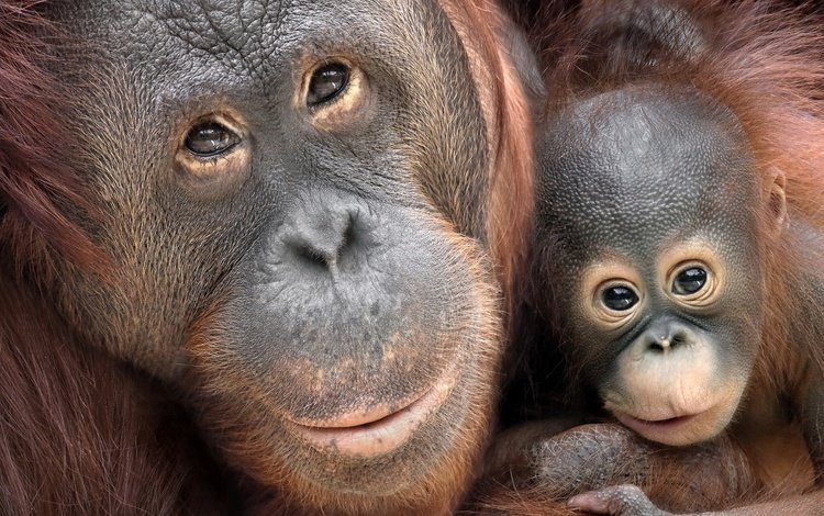 фон, детеныш, обезьяны, орангутаны, человекообразные обезьяны, орангутан, background, cub, monkey, orangutans, apes, orangutan