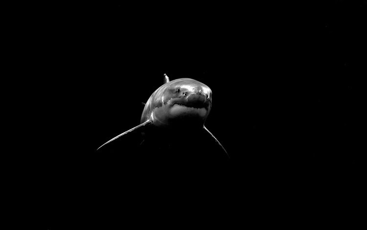 фон, чёрно-белое, океан, рыба, акула, подводный мир, background, black and white, the ocean, fish, shark, underwater world