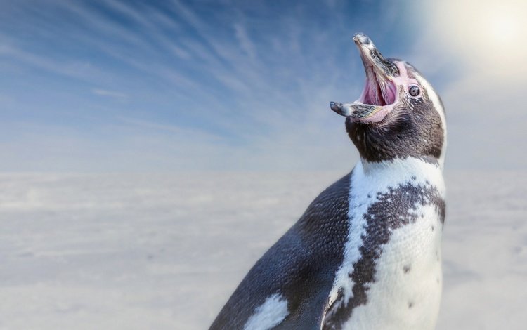 фон, птица, пингвин, пингвин гумбольдта, background, bird, penguin, humboldt penguin