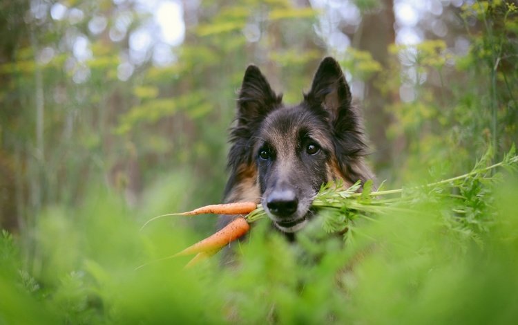 фон, собака, немецкая овчарка, морковка, background, dog, german shepherd, carrot
