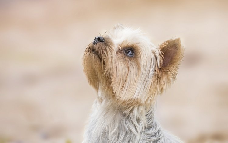 фон, собака, песик, мордашка, йоркширский терьер, background, dog, doggie, face, yorkshire terrier