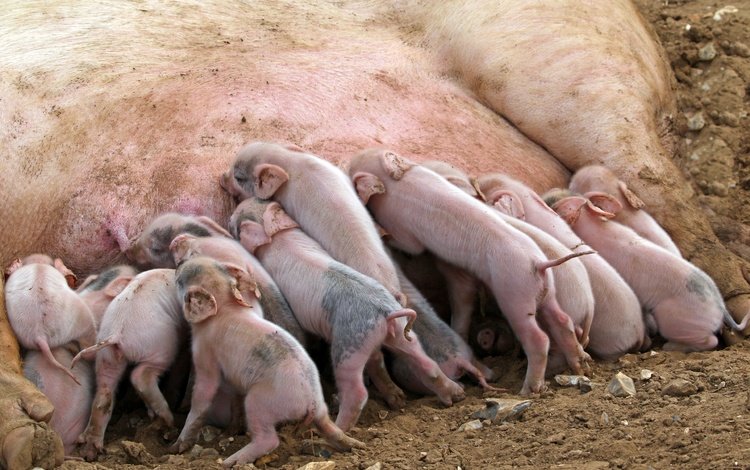 фон, свинья, свиньи, поросята, хрюшки, background, pig, pigs