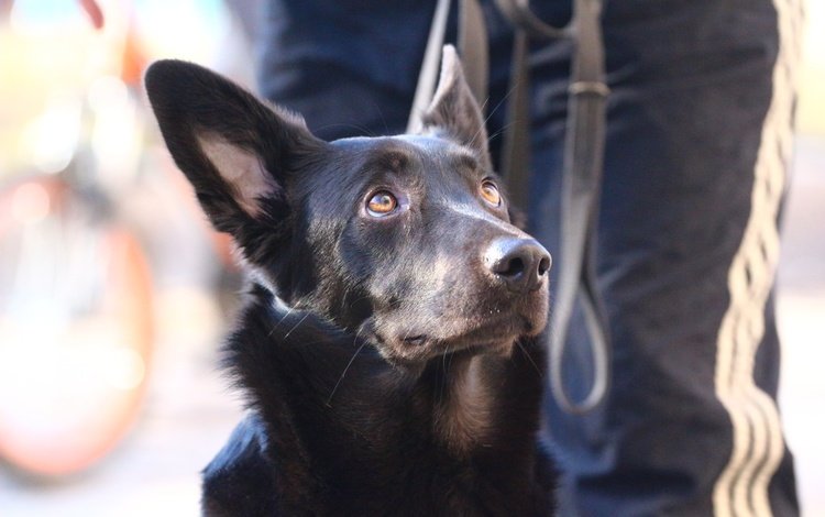 глаза, фон, собака, овчарка, eyes, background, dog, shepherd