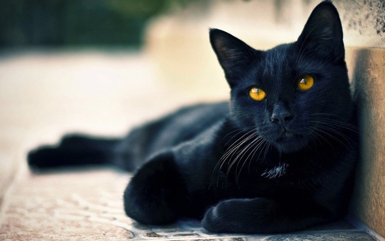 глаза, кот, черный, зеленые, уши, хвост, eyes, cat, black, green, ears, tail