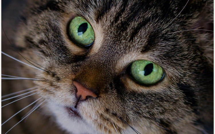 глаза, кот, мордочка, кошка, взгляд, eyes, cat, muzzle, look