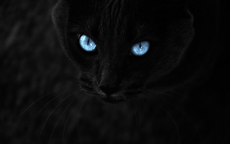 глаза, кот, усы, взгляд, черный, темный фон, голубые глаза, eyes, cat, mustache, look, black, the dark background, blue eyes