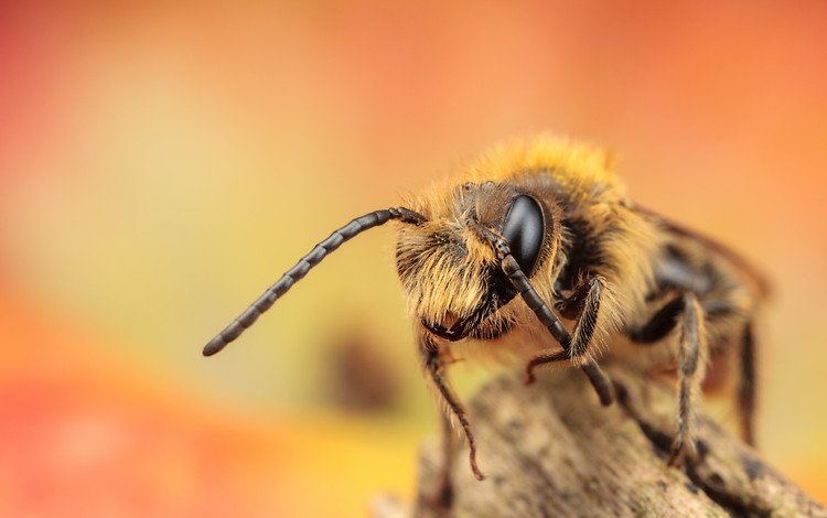 глаза, макро, насекомое, усики, пчела, лапки, eyes, macro, insect, antennae, bee, legs