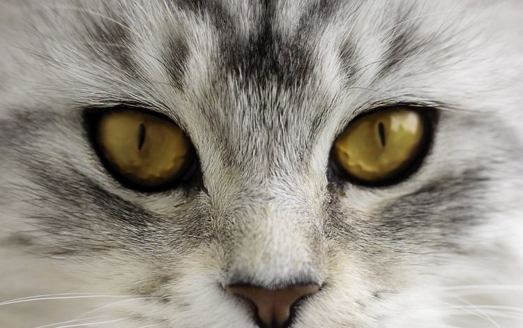 глаза, морда, кот, усы, кошка, взгляд, нос, eyes, face, cat, mustache, look, nose