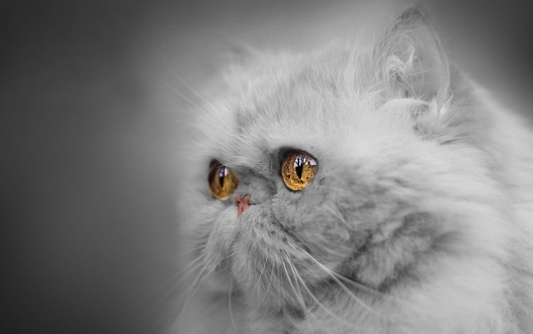 глаза, портрет, мордочка, взгляд, монохром, персидская кошка, eyes, portrait, muzzle, look, monochrome, persian cat