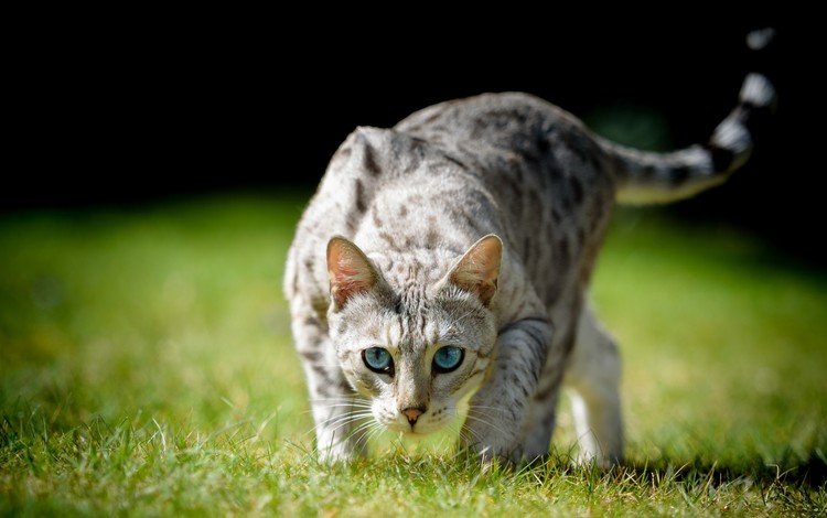 глаза, трава, кот, взгляд, охота, хвост, eyes, grass, cat, look, hunting, tail