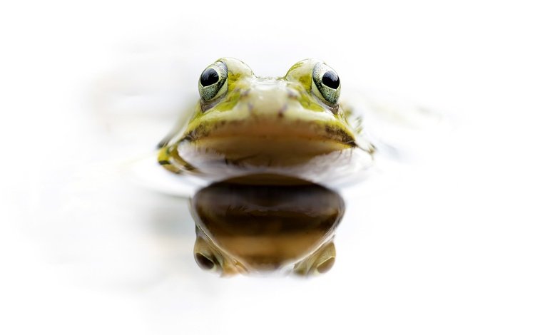 глаза, вода, отражение, лягушка, голова, земноводное, eyes, water, reflection, frog, head, amphibian