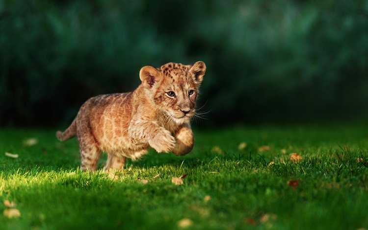 трава, хищник, лев, охотник, бег, львёнок, grass, predator, leo, hunter, running, lion