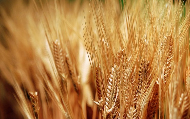 колосья, пшеница, хлеб, колоски, урожай, золотые, зерно, ears, wheat, bread, spikelets, harvest, gold, grain