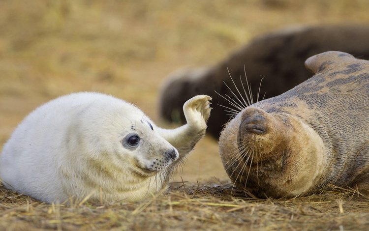 игра, детеныш, тюлени, морские млекопитающие, длинномордый тюлень, the game, cub, seals, marine mammals, glennamaddy seal