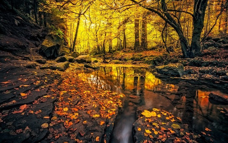 камни, лес, листья, ручей, осень, германия, stones, forest, leaves, stream, autumn, germany