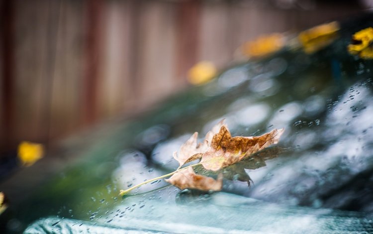капли, осень, лист, дождь, стекло, боке, drops, autumn, sheet, rain, glass, bokeh
