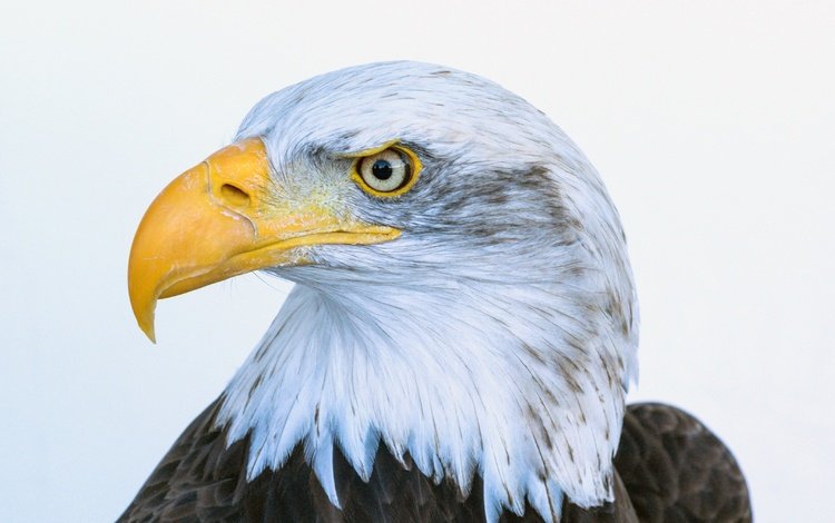 птица, клюв, перья, белоголовый орлан, bird, beak, feathers, bald eagle