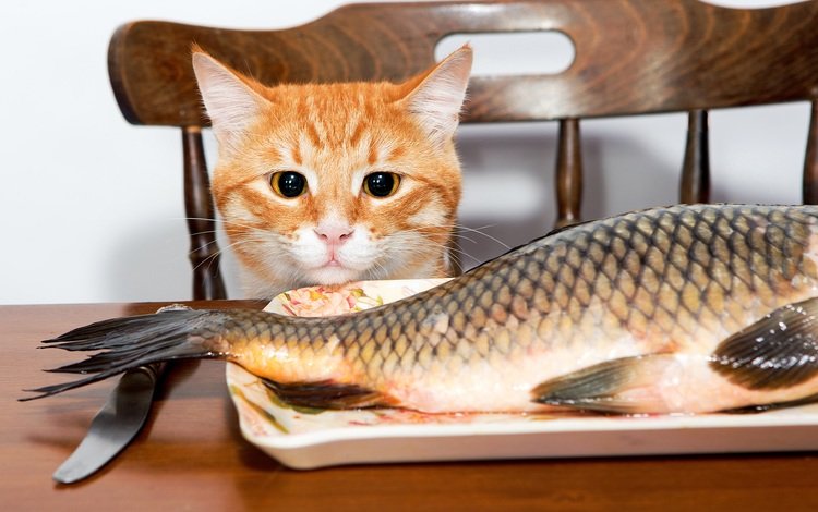 глаза, мордочка, кошка, взгляд, уши, хвост, рыба, eyes, muzzle, cat, look, ears, tail, fish