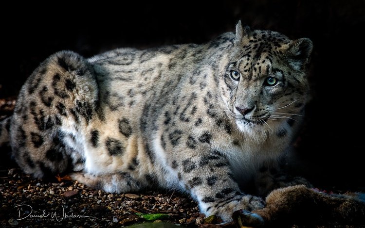 кошка, взгляд, зверь, снежный барс, гепард, ирбис, cat, look, beast, snow leopard, cheetah, irbis