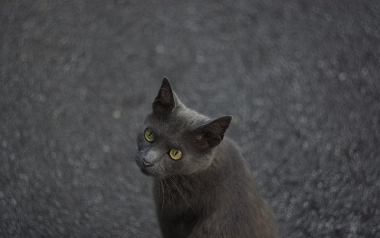 глаза, кот, мордочка, кошка, взгляд, асфальт, eyes, cat, muzzle, look, asphalt