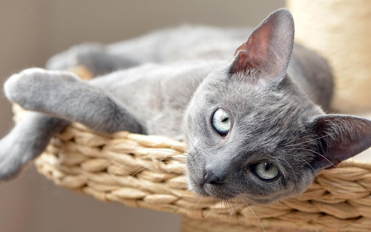 кот, кошка, взгляд, котенок, лежит, серый, сероглазый, cat, look, kitty, lies, grey, gray-eyed