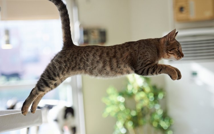 кот, лапы, стол, прыжок, хвост, cat, paws, table, jump, tail